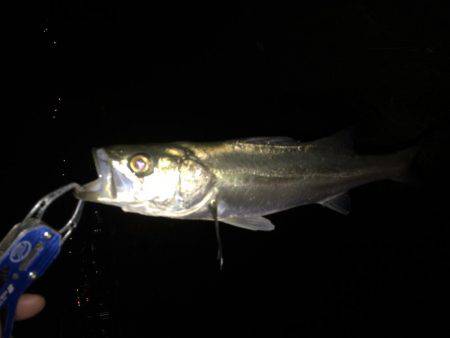 ランカーは遠い…