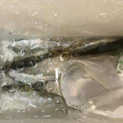 タチウオのちアジ…