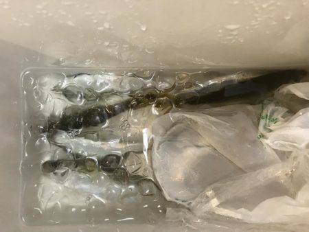 タチウオのちアジ…