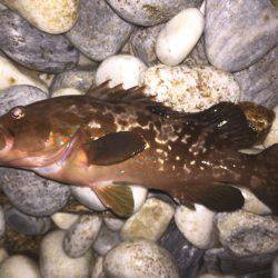 ライトゲーム調査