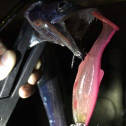 太刀魚パトロール！