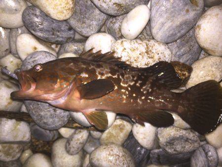 ライトゲーム調査