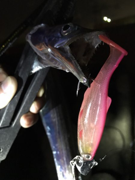 太刀魚パトロール！