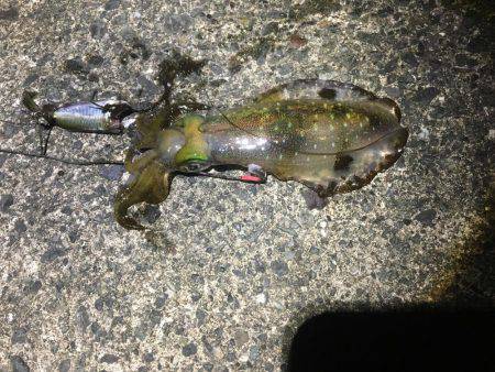 良い感じの月明かり