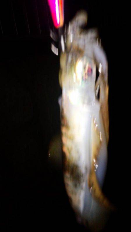 エギング好調！