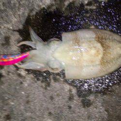 エギング苦しみました