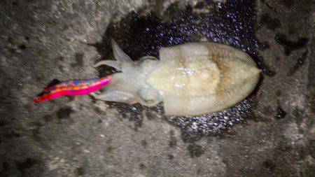 エギング苦しみました