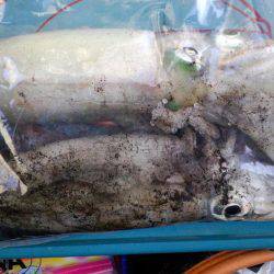 エギング苦しみました2