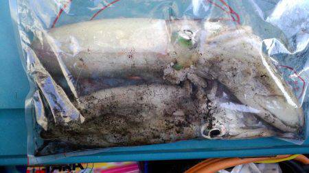 エギング苦しみました2