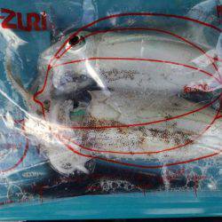 太刀魚がぁ～邪魔する