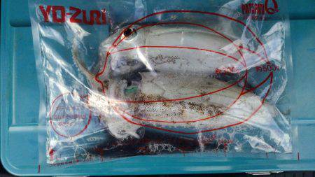 太刀魚がぁ～邪魔する