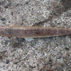 淡路島釣行苦戦しました。