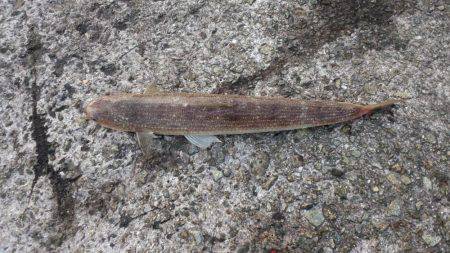 淡路島釣行苦戦しました。