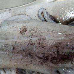 まだまだエギング!!