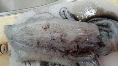 まだまだエギング!!