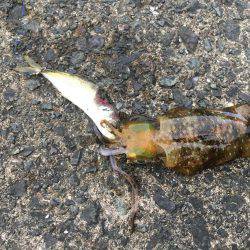 コロッケサイズ