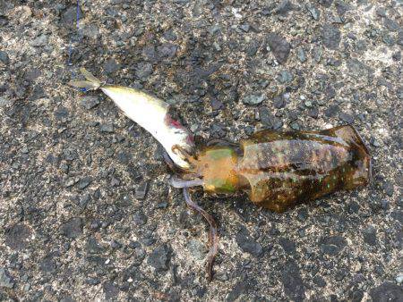 コロッケサイズ