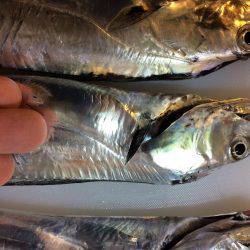 釣りバカばっか