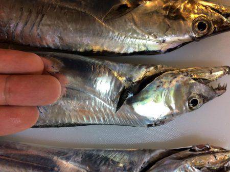 釣りバカばっか