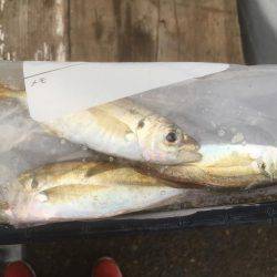 メバルっち遠征