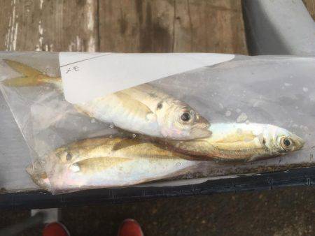 メバルっち遠征