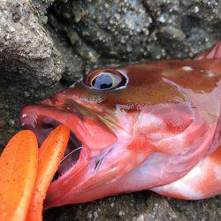 ロックフィッシュ！