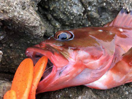 ロックフィッシュ！