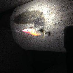 結局タチウオ！