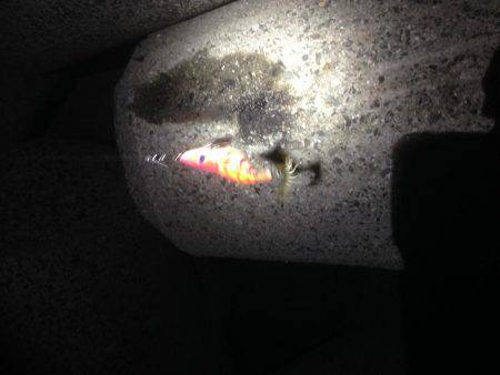 結局タチウオ！