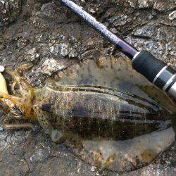 中紀シャローランガン