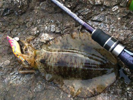 中紀シャローランガン