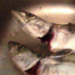 タチウオのちサゴシ