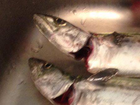 タチウオのちサゴシ