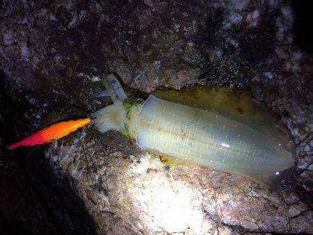 中紀夕マヅメ〜ナイト