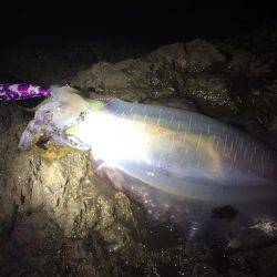 夕マヅメ不発・・・