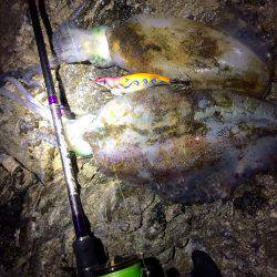 またまた爆風エギング