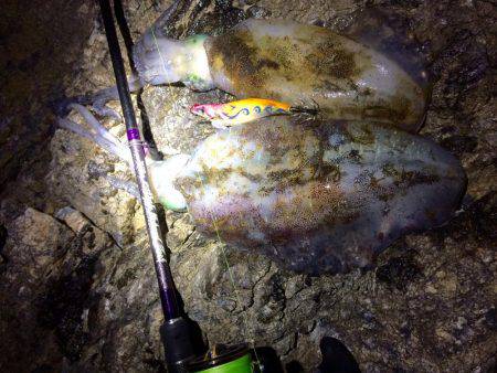 またまた爆風エギング