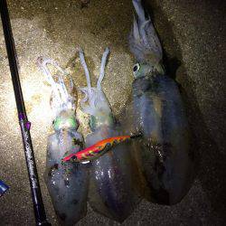 夕マヅメエギング