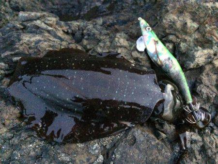 潮場で夕マヅメ‼︎