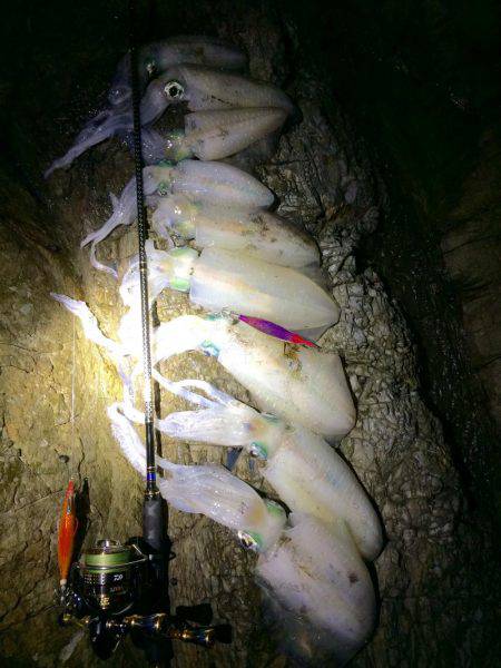 夜中の短時間エギング