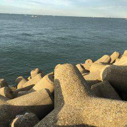 ミノーでサゴシ