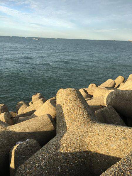 ミノーでサゴシ