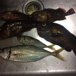 今日は尺アジクラスを求めて