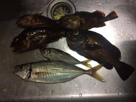 今日は尺アジクラスを求めて