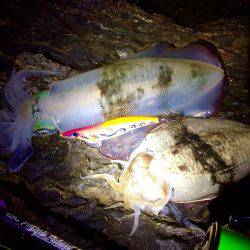 夕マヅメ過ぎからチョロっとエギング!