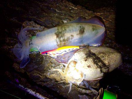 夕マヅメ過ぎからチョロっとエギング!