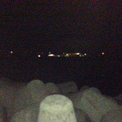 1年ぶりのコウイカ