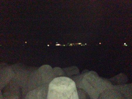 1年ぶりのコウイカ