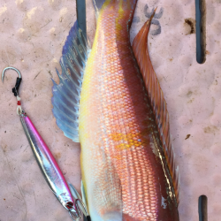 ジギング❗️9目釣り達成‼️