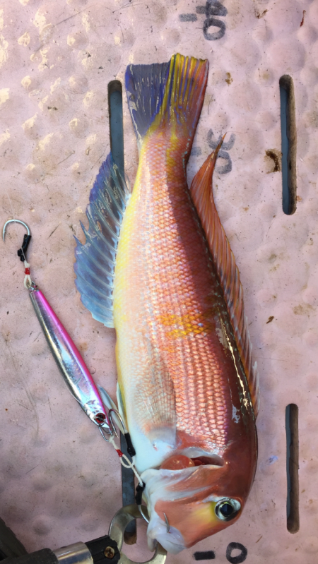 ジギング❗️9目釣り達成‼️